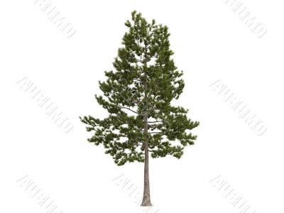 Loblolly pine or Pinus taeda