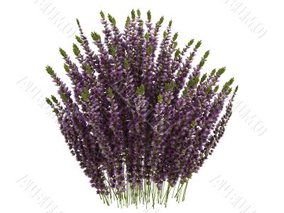 Heather or Calluna