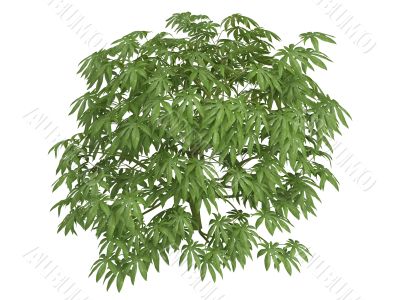 Fatsia