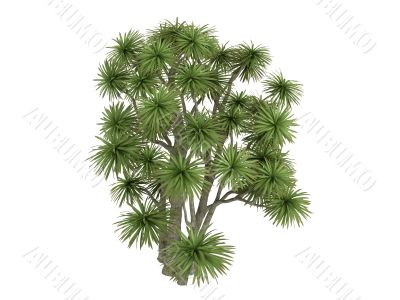 Cabbage Palm or Cordyline australis