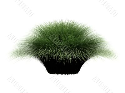 Deergrass or Muhlenberga rigens