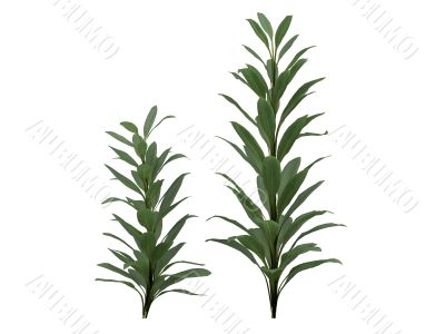 Cordyline glauca