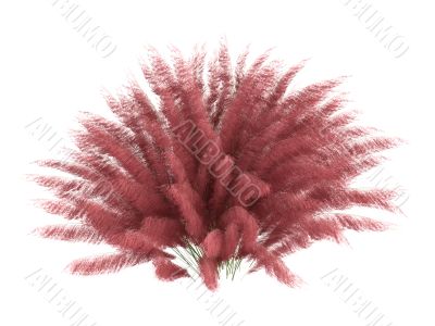 Hairawn muhly or Muhlenberga capillaris