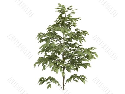 Silk tree or Albizzia