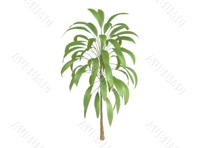 Broadleaved Palm Lily or Cordyline petiolaris