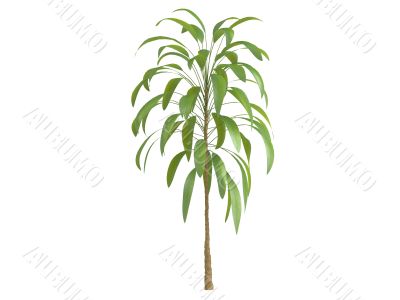 Broadleaved Palm Lily or Cordyline petiolaris