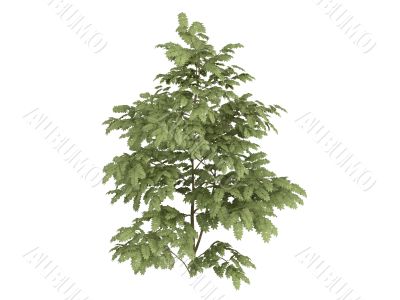 Silk tree or Albizzia