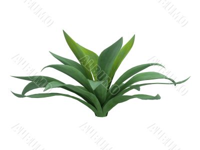 Agave