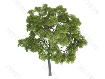 Black walnut or Juglans nigra