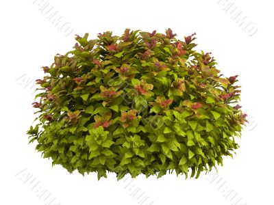 Spiraea