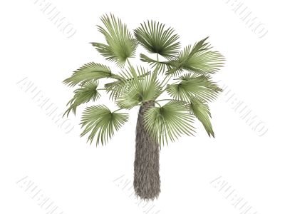 Kumaon palm or Trachycarpus takil