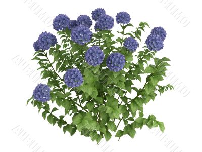 Hydrangea