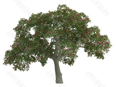 Coral tree or Erythrina