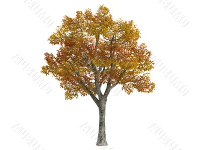 Platane or Platanus