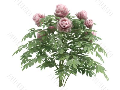 Peonia