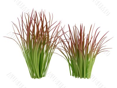 Imperata