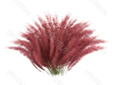 Hairawn muhly or Muhlenberga capillaris
