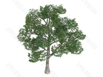 Platane or Platanus