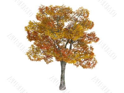 Platane or Platanus
