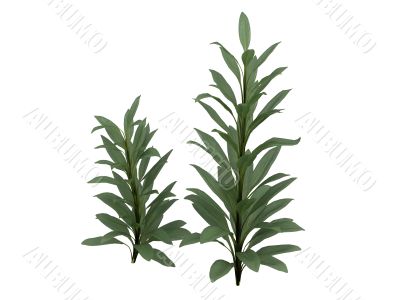 Cordyline glauca