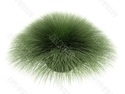 Deergrass or Muhlenberga rigens