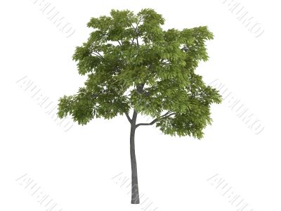 Black walnut or Juglans nigra