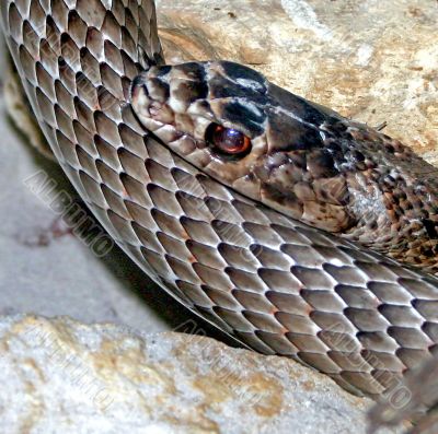 Snake
