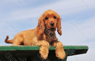 puppy cocker spaniel
