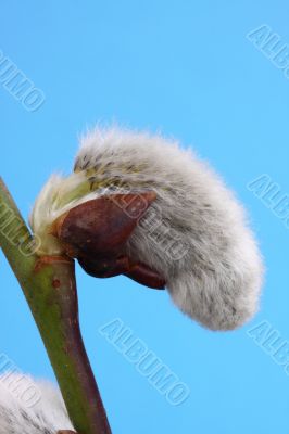 kilmarnock willow catkin