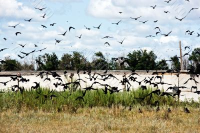 Flight of ravens