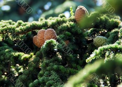 Fir cones approaching for Christmas subjects