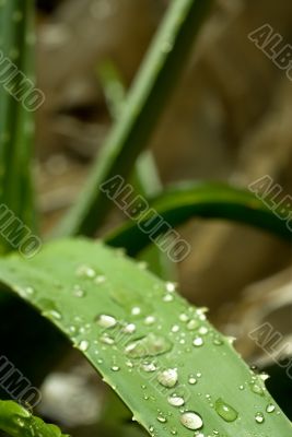 aloe vera