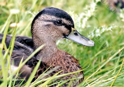 Resting Duck