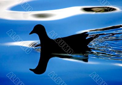 Bird Silhouette