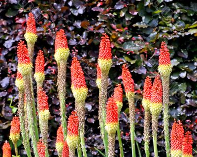 Long Flowers