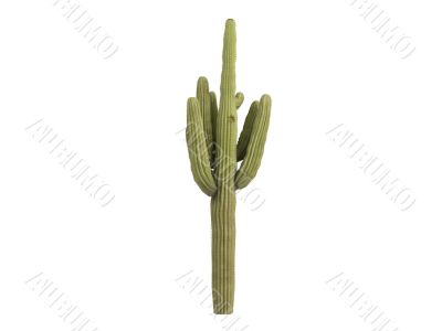 Saguaro or Carnegiea gigantea