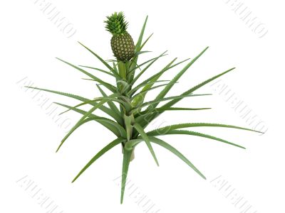 Pineapple or Ananas comosus