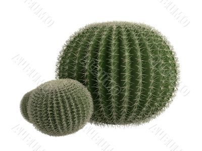 Golden barrel cactus or Echinocactus grusonii