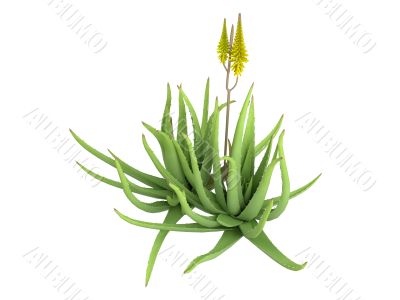 Aloe vera