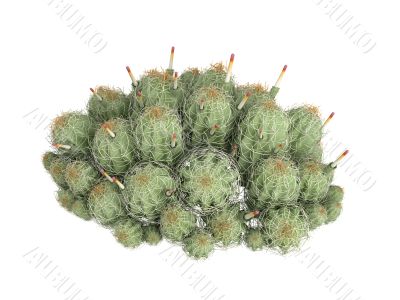 Strawberry cactus or Echinocereus triglochidiatus