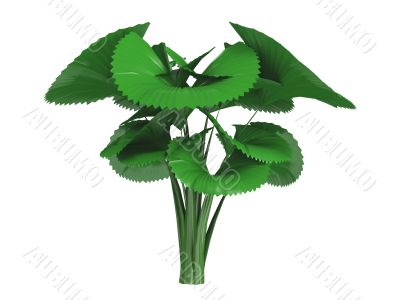 Parasol palm or Licuala orbicularis