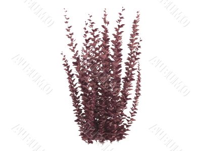 Helmond pillar barberry