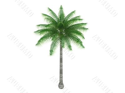 Coconut or Cocos nucifera