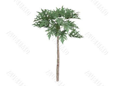 Papaya