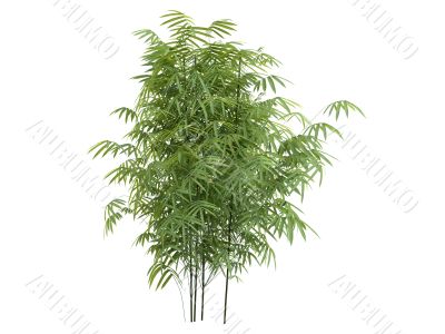 Golden fishpole bamboo or Phyllostachys aurea