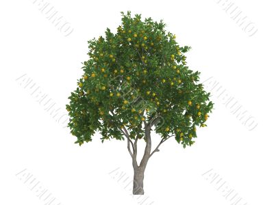 Sweet orange or Citrus sinensis