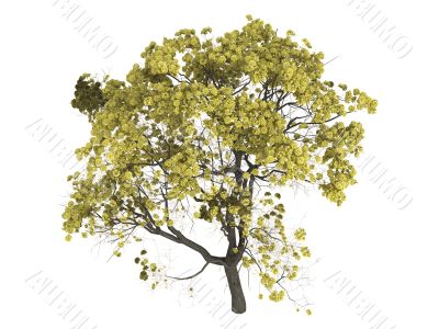 Golden trumpet tree or Tabebuia chrysantha