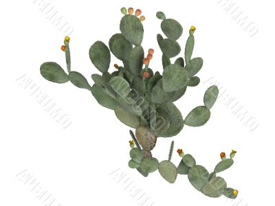 Prickly pear or Opuntia ficus indica