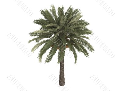 Date palm or Phoenix dactylifera