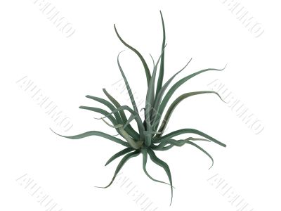Octopus agave or Agave vilmoriniana